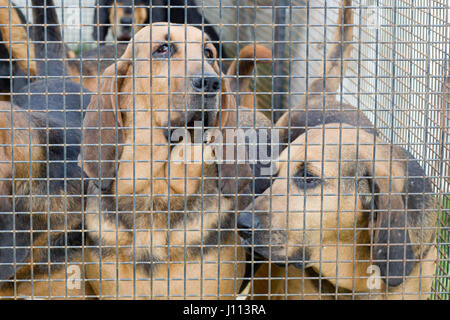 Bloodhounds in a pen at a show ground Stock Photo