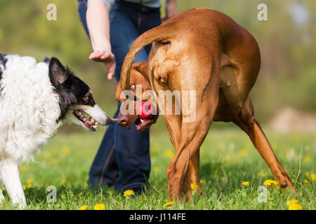 Rhodesian ridgeback and Border Collie playing in the meadow Stock Photo