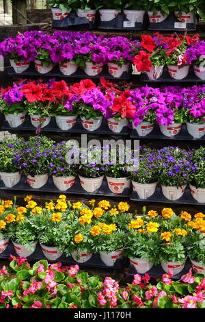 colorful flowering plants Stock Photo - Alamy