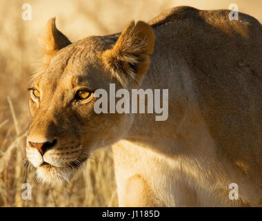 Portrait of a lioness hunting, Africa Stock Photo