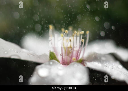 Close-up of a flower covered in morning dew, Stara Zagora, Bulgaria Stock Photo