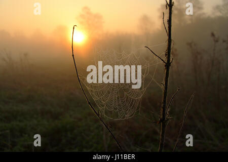 Dew covered spider web at sunrise in a water meadow by the River Stort on a damp misty April morning Stock Photo