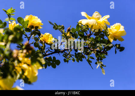 Rosa foetida, Persian yellow rose Stock Photo