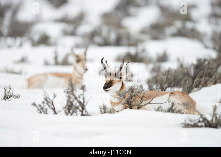 Pronghorns / Gabelboecke ( Antilocapra americana ) / Gabelantilopen, pair in winter, lying, resting between bushes in snow, Yellowstone NP, USA. Stock Photo
