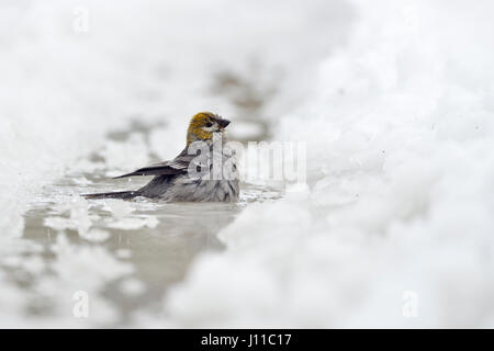 Pine grosbeak / Hakengimpel ( Pinicola enucleator ), female adult in winter, bathing, cleaning its plumage in an icy puddle, Montana, USA. Stock Photo