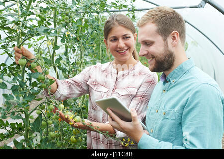 Agricultural Workers Checking Tomato Plants Using Digital Tablet Stock Photo