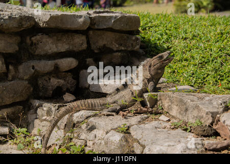 Large striped iguana with long tail on Tulum Ruins in Mexico Stock Photo