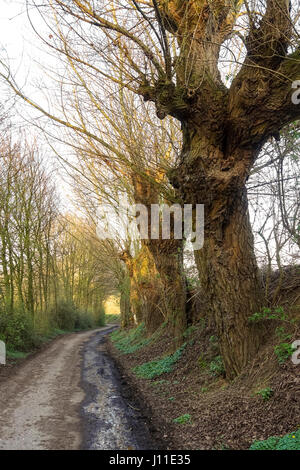 Sunken lane, also hollow way, holloway Sittard Kollenberg, in Province of Limburg, Netherlands Stock Photo