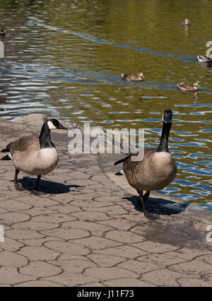 Pair of Canada goose (Branta canadensis) walking near pond Stock Photo