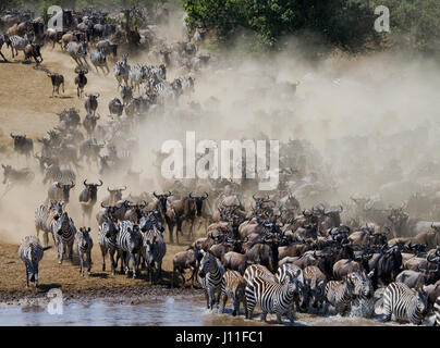 Wildebeests are runing to the Mara river. Great Migration. Kenya. Tanzania. Masai Mara National Park. Stock Photo