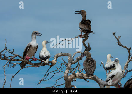 Seychelles, Indian Ocean, Aldabra, Cosmoledo Atoll. Important nesting colony. Mixed group of Red-footed boobies (Wild: Sula sula) and Brown boobies (W Stock Photo