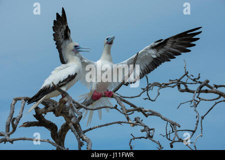 Seychelles, Indian Ocean, Aldabra, Cosmoledo Atoll. Important bird nesting colony. Pair of Red-footed boobies (Wild: Sula sula) Stock Photo