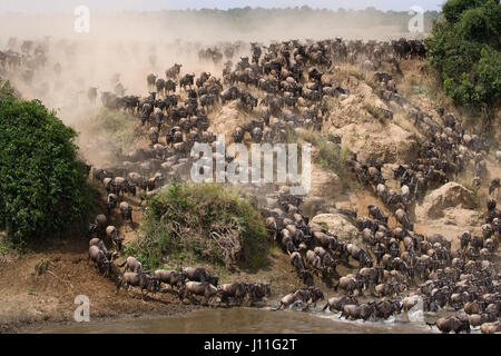 Wildebeests are runing to the Mara river. Great Migration. Kenya. Tanzania. Masai Mara National Park. Stock Photo