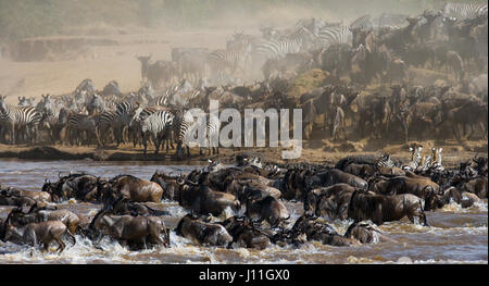 Wildebeests are crossing Mara river. Great Migration. Kenya. Tanzania. Masai Mara National Park. Stock Photo