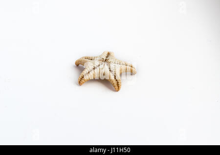 Beautiful starfish shot close on a white background, from a private collection of sea and ocean shells Stock Photo
