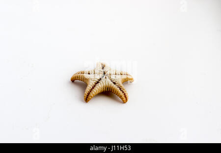 Beautiful starfish shot close on a white background, from a private collection of sea and ocean shells Stock Photo