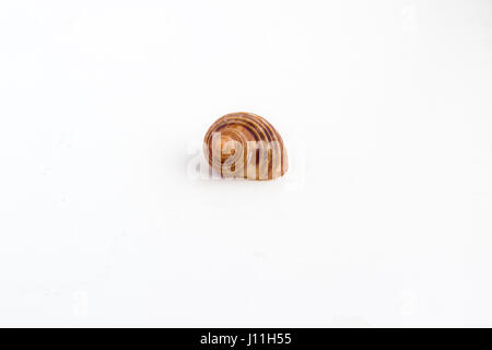 Beautiful sea shell shot close on a white background, from a private collection of sea and ocean shells Stock Photo