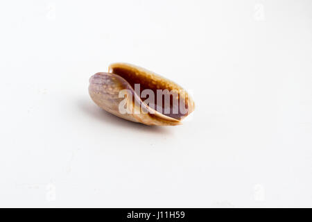 Beautiful sea shell shot close on a white background, from a private collection of sea and ocean shells Stock Photo