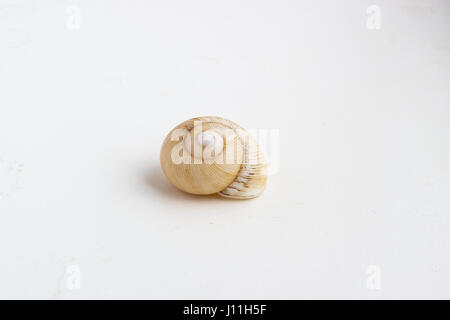 Beautiful sea shell shot close on a white background, from a private collection of sea and ocean shells Stock Photo