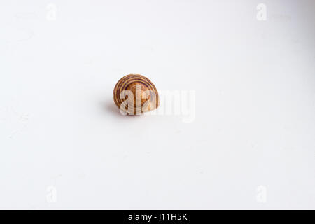 Beautiful sea shell shot close on a white background, from a private collection of sea and ocean shells Stock Photo