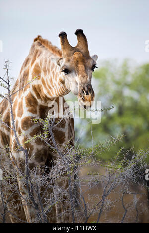 Angolan Giraffe, Giraffa giraffa angolensis, Etosha National Park, Namibia, by Monika Hrdinova/Dembinsky Photo Assoc