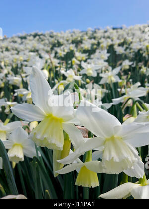 First white daffodils blooming in spring Stock Photo