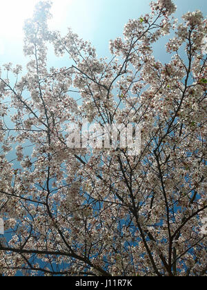 Cherry Blossom at spring Stock Photo