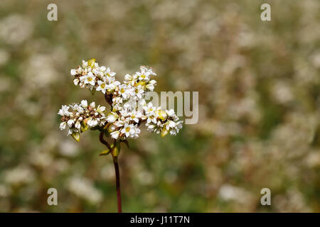 Macro photo of flower buckwheat with selective focus. Buckwheat plant. Buckwheat flowers as natural background with copy space. Buckwheat blossom Stock Photo