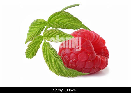 Ripe raspberry with twig  isolated on white background Stock Photo