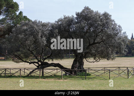 1600 years old olive tree ,Brjuni National Park, Croatia, Europe. Stock Photo