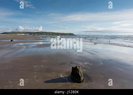 Remains of ancient submerged forest at Borth, Cardigan Bay, Wales Stock Photo