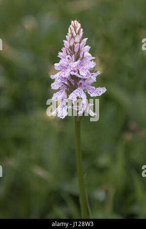 Erddig Hall gardens, Wrexham, Wales, UK. A Common Spotted Orchid (Dactylorhiza fuchsii) in long grass Stock Photo