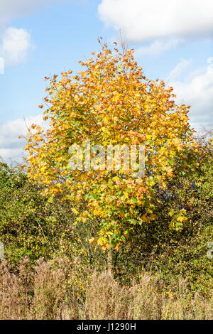 Norway maple tree (Acer platanoides) in a hedgerow in Autumn Nottinghamshire, England, UK Stock Photo
