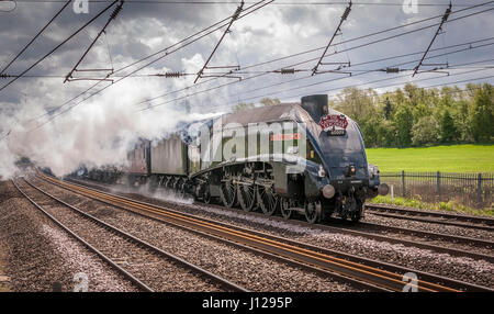 Union of Soiuth Africa A4 Pacific class steam locomotive hauls the Cathedrals Explorer rail tour on the West Coast Main Line WCML at Winwick. Stock Photo
