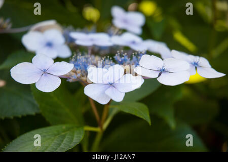 Lacecap hydrangea (Hydrangea macrophylla normalis) Stock Photo