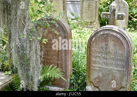 Old grave stone with Spanish moss (Tillandsia usneoides) hanging above Stock Photo