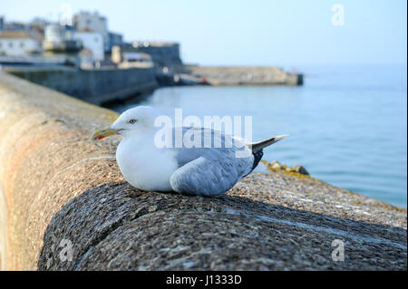 A seagull resting on the on the harbour wall in St Ives, Cornwall. Stock Photo