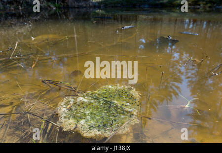 Frog nest floating in a pond. Stock Photo