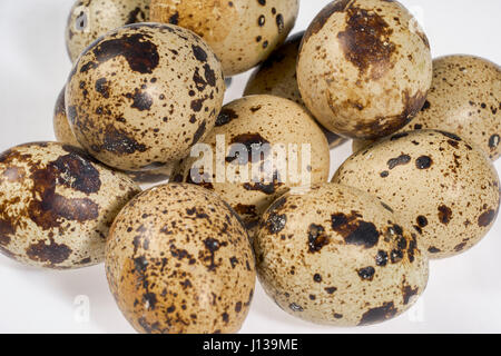 some brown dappled quail eggs in light back Stock Photo