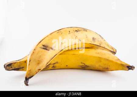 Plantain or Green Banana (Musa x paradisiaca) isolated in white background Stock Photo