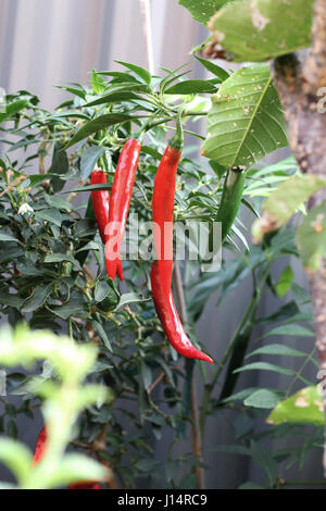 Homegrown chili Stock Photo