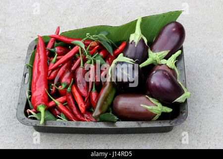 Freshly picked homegrown Black Beauty eggplants and chilis Stock Photo