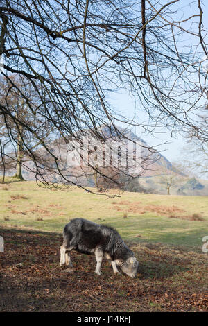 Grazing sheep in Grassmere Village, Part of the Lake District national park in England, United kingdom Stock Photo