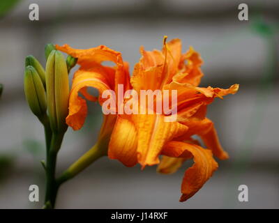 Daylily (Hemerocallis) fulva Kwanso Stock Photo