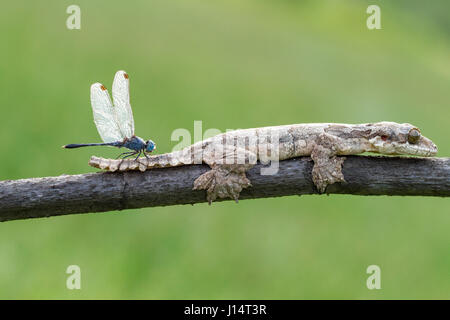 SAMBAS, INDONESIA: A FRIENDSHIP has never looked so quirky as this partnership between a gecko and a dragonfly. Balanced on the head of the smiling reptile this dragonfly could not be more comfortable as it takes a breather from hunting smaller insects in his forest home. Local amateur photographer Hendy MP (25) took the oddball pictures from a garden near his home in Sambas, Indonesia. Stock Photo