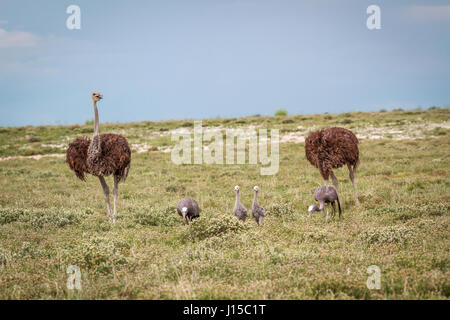 Family of Blue cranes with two Ostriches in the Etosha National Park, Namibia. Stock Photo
