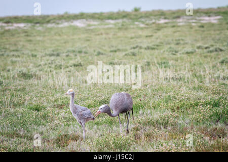 Two Blue cranes in the grass in the Etosha National Park, Namibia. Stock Photo