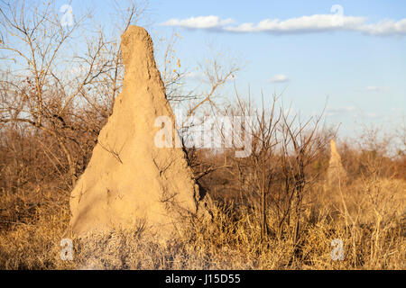 Termite mound in savanna, South Africa Stock Photo