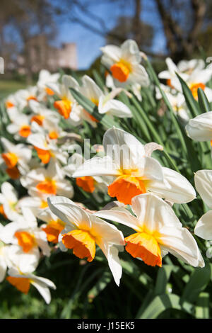 Cholmondeley Castle Gardens. Spring view of daffodils in full bloom at Cholmondeley Castle Gardens.