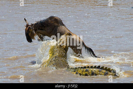 Crocodile attack wildebeest in the Mara river. Great Migration. Kenya. Tanzania. Masai Mara National Park. Stock Photo